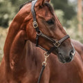 Adventskalender voor paardenliefhebbers