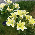 Everbloom™ Solar Flower Lights 23