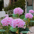 Everbloom™ Solar Flower Lights 6