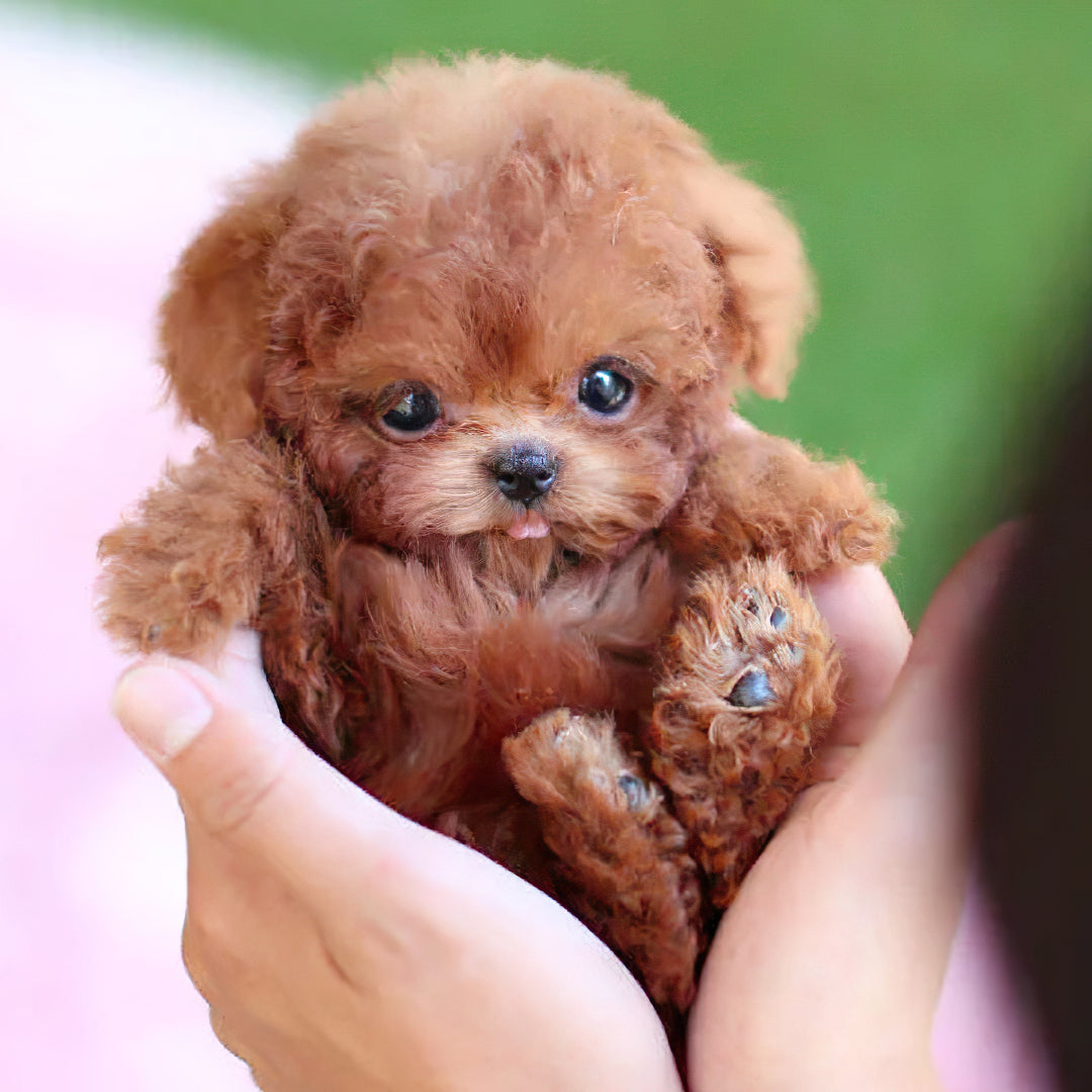 Interactive Dog Toy Robot Dog Toy Plush Puppy Toy Kids Gift 0