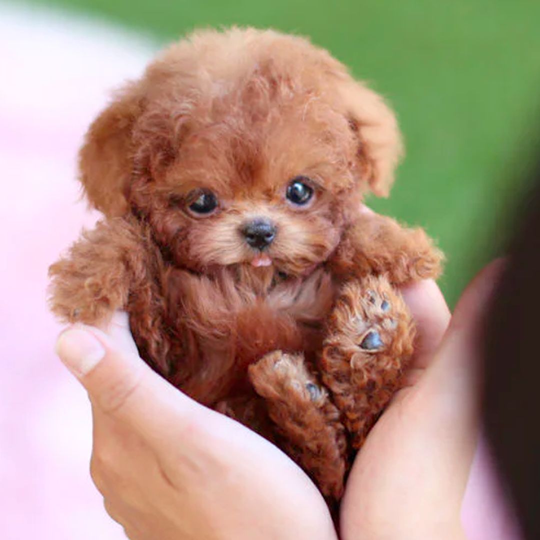 Interactive Dog Toy Robot Dog Toy Plush Puppy Toy Kids Gift 3