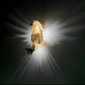 Luminous Wings™ 8
