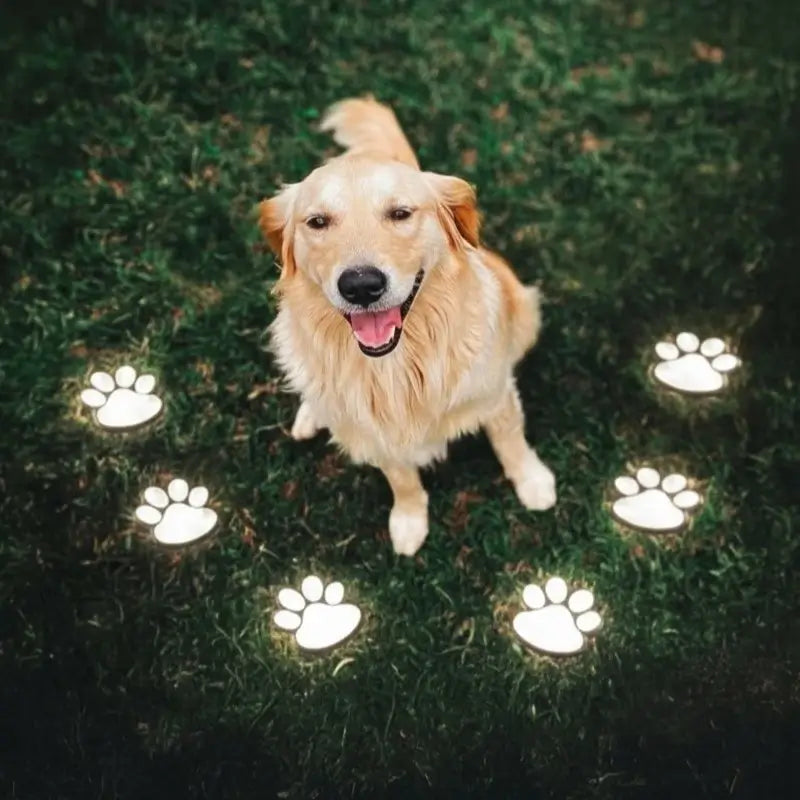 PawGlow™ 2