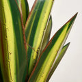Waterproof Solar Garden Ornament - Agavelle 3